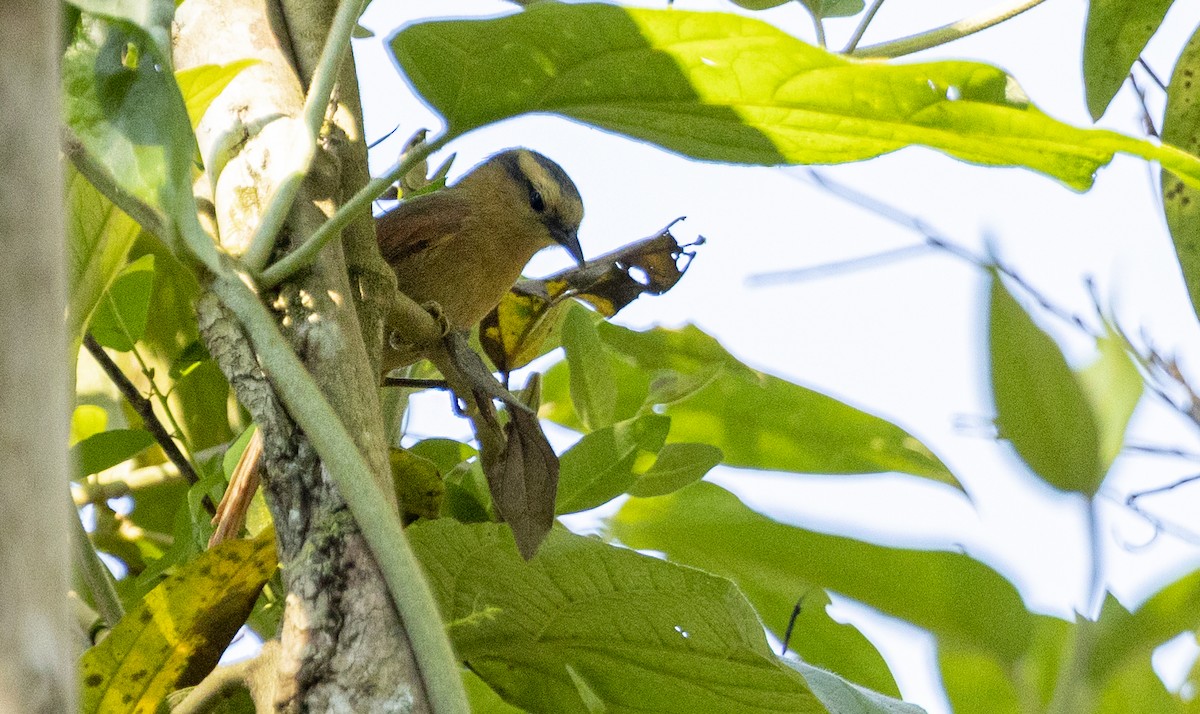 Ochre-breasted Foliage-gleaner - ML349001831