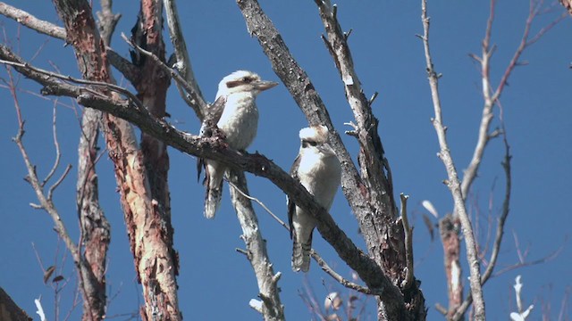 Laughing Kookaburra - ML349001961