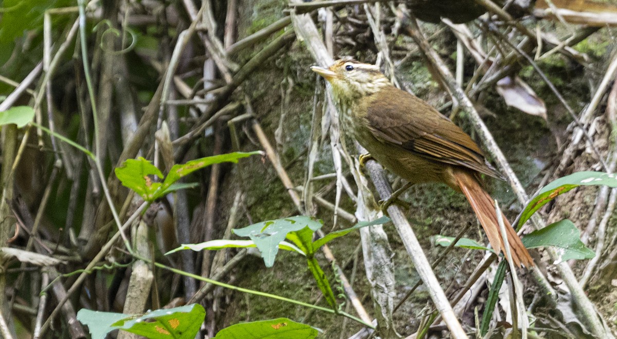 White-browed Foliage-gleaner - ML349002011