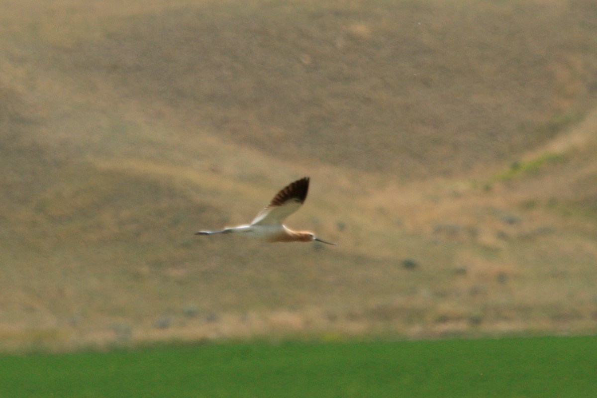 Avoceta Americana - ML349003411