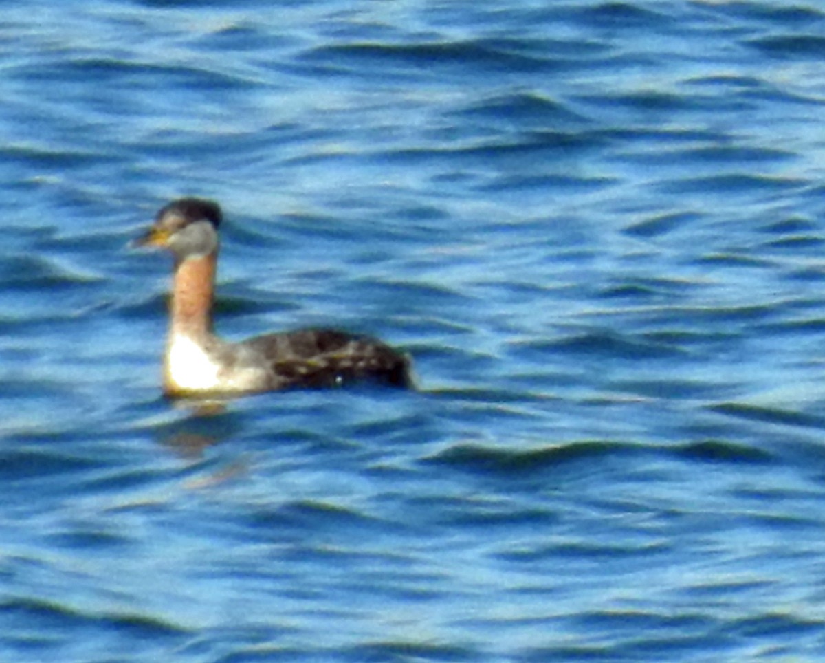 Murgil lepagorria - ML34900431