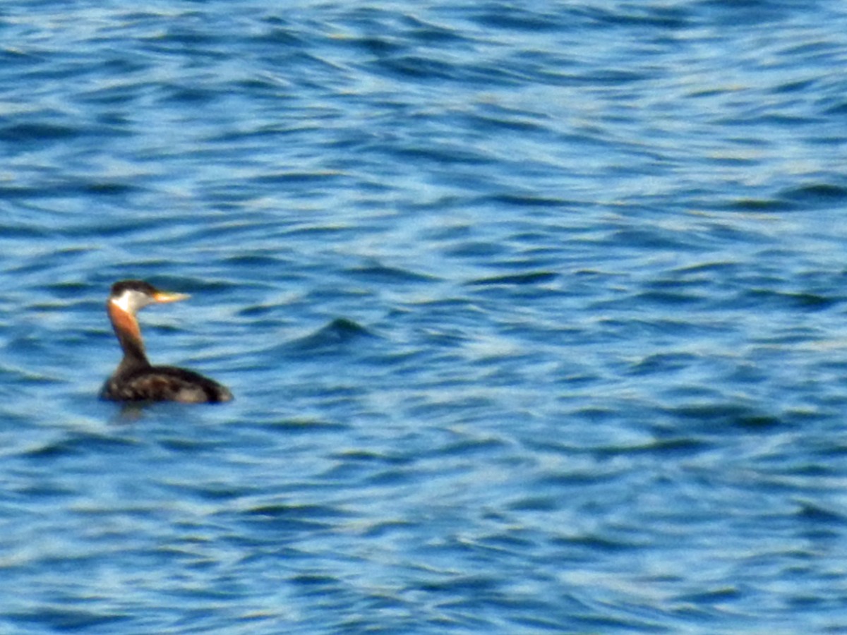 Murgil lepagorria - ML34900441