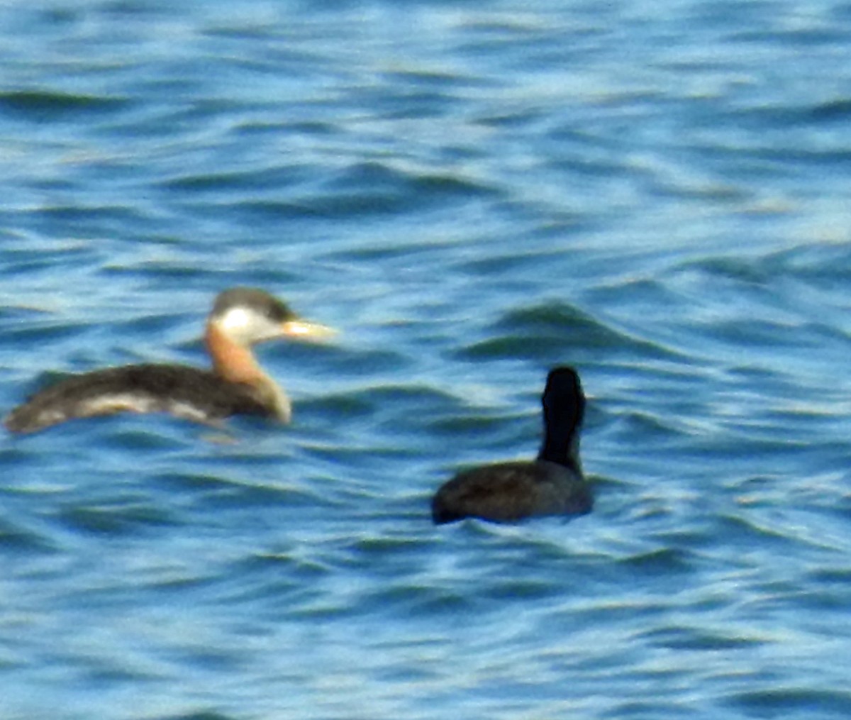 Murgil lepagorria - ML34900461