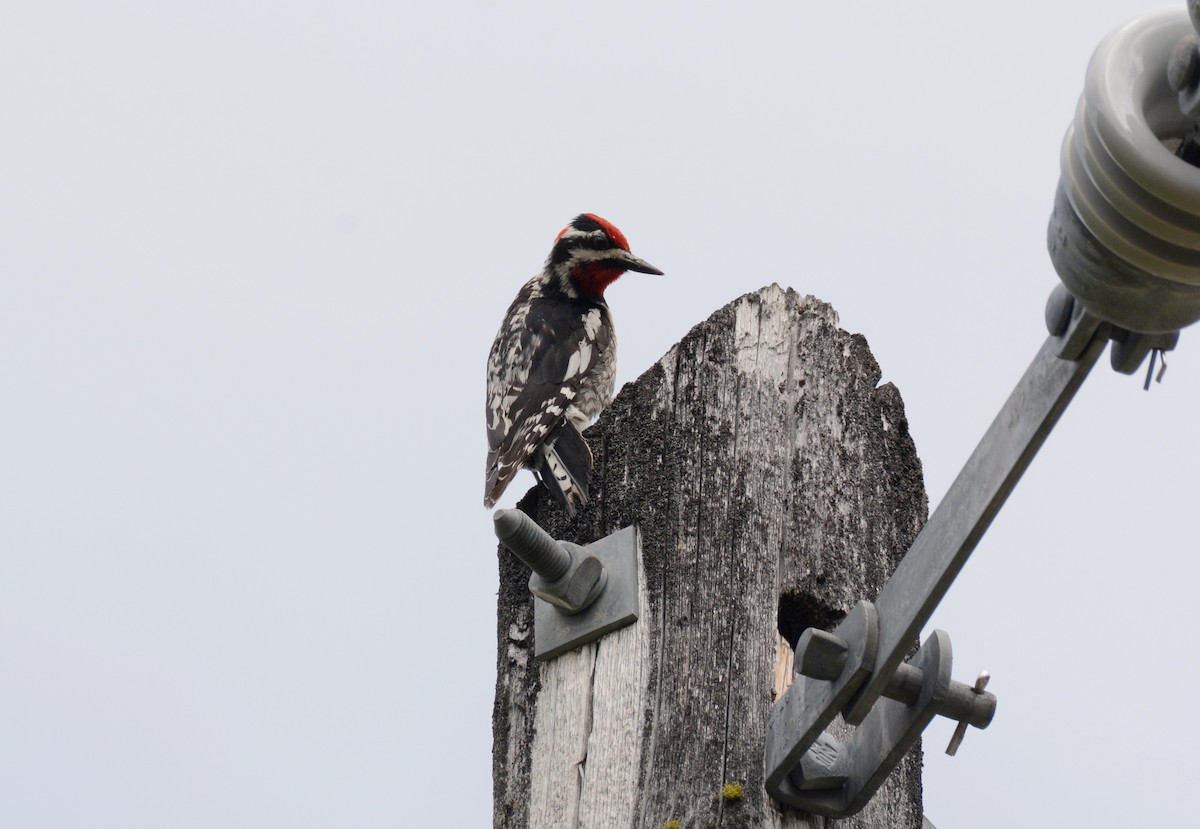 Red-naped Sapsucker - Sabine Decamp