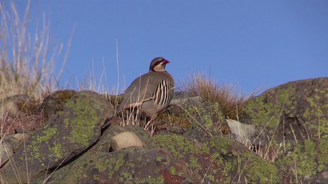 Chukar - ML349007601