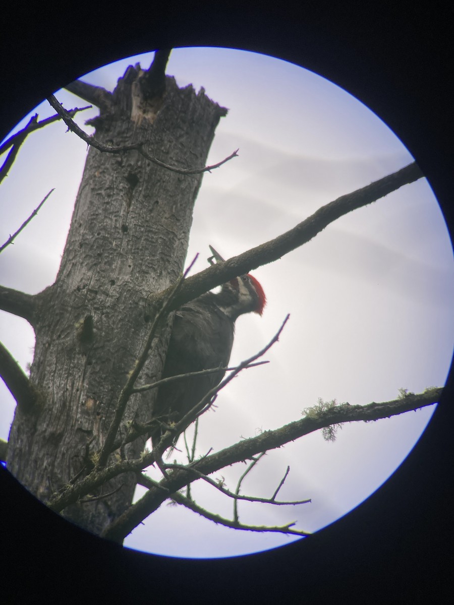 Pileated Woodpecker - ML349008281