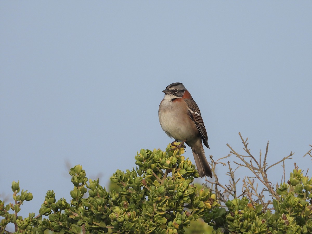 Rufous-collared Sparrow - ML349008511