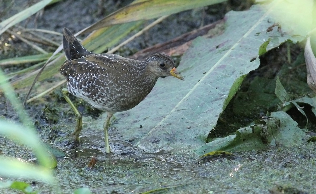 Marouette ponctuée - ML34900861