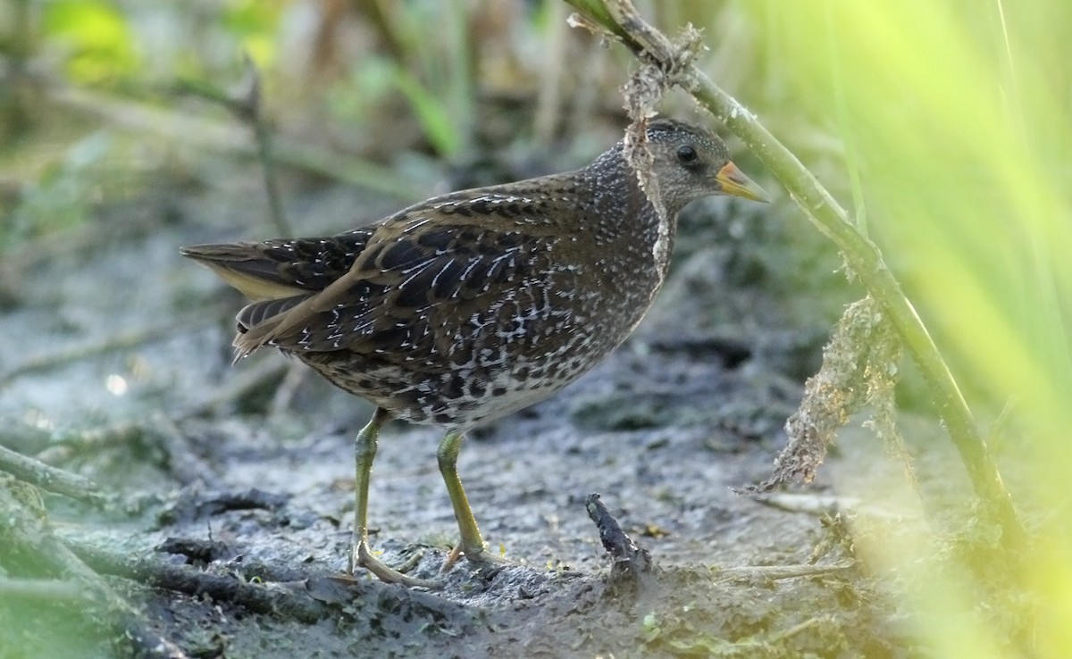 Spotted Crake - ML34900871