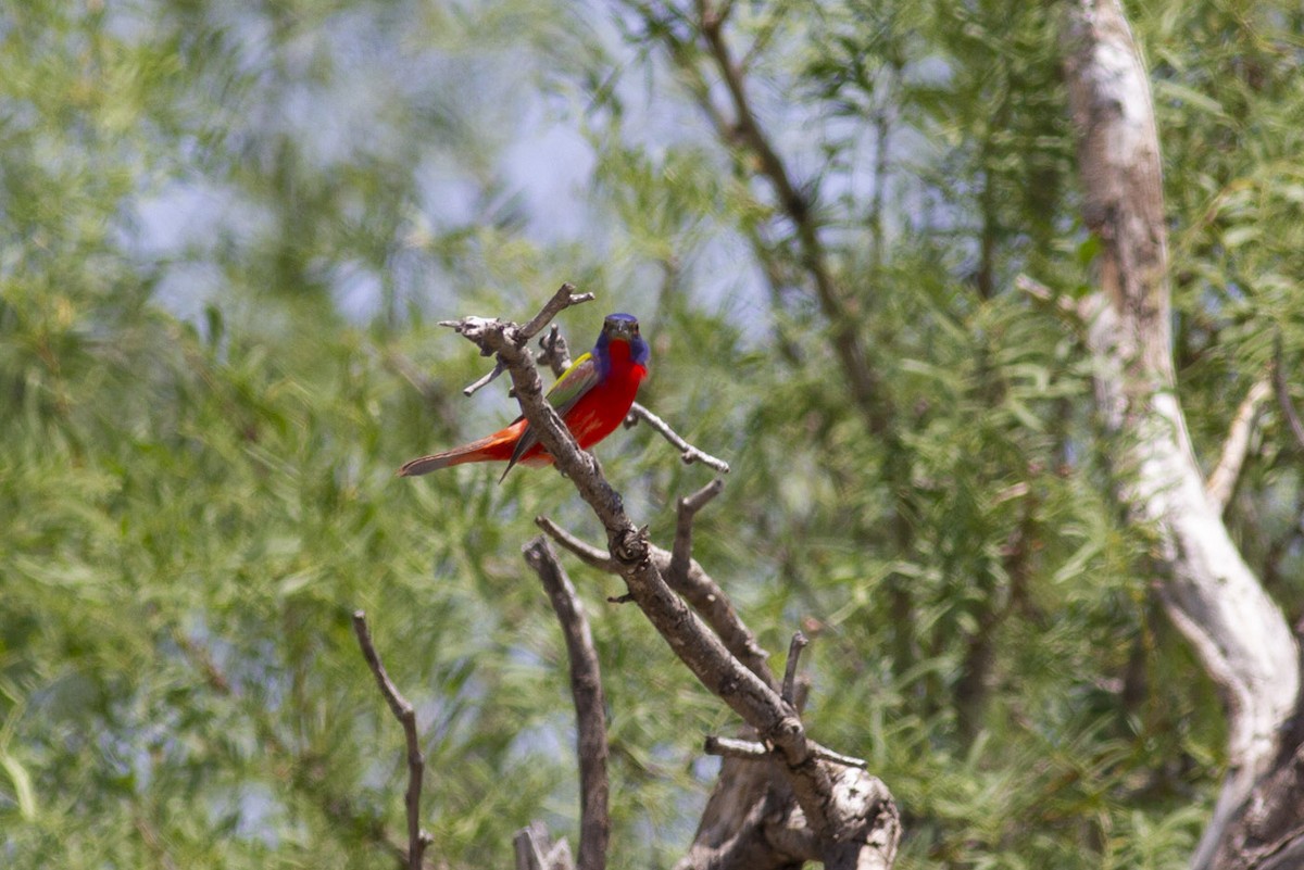 Painted Bunting - ML349008791