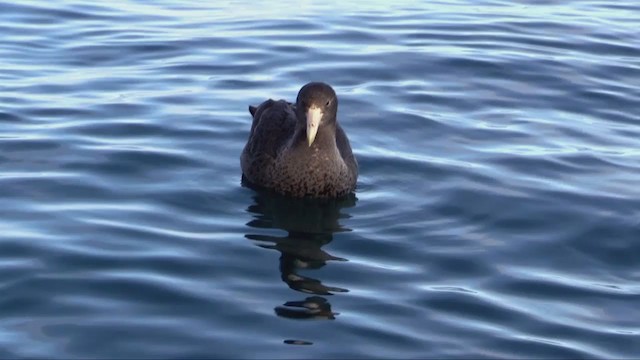 Southern Giant-Petrel - ML349009641