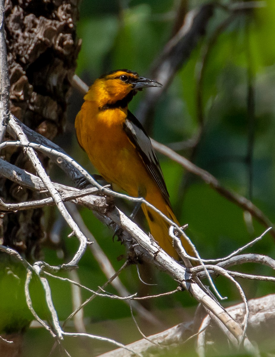 Bullock's Oriole - ML349009821