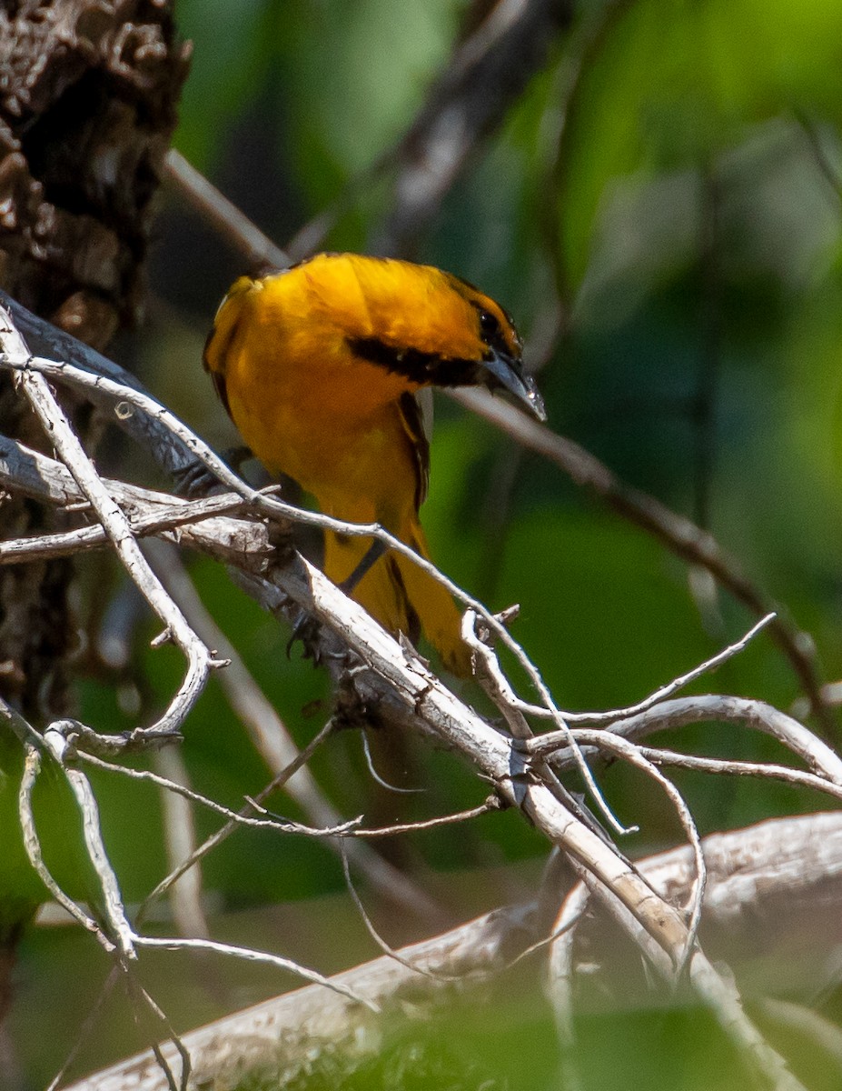 Bullock's Oriole - ML349009831