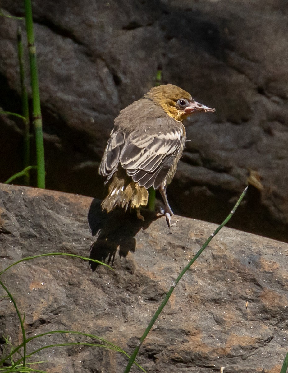 Bullock's Oriole - ML349009851