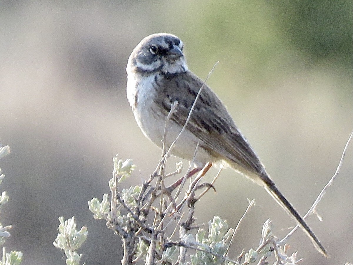 Sagebrush Sparrow - ML349014221