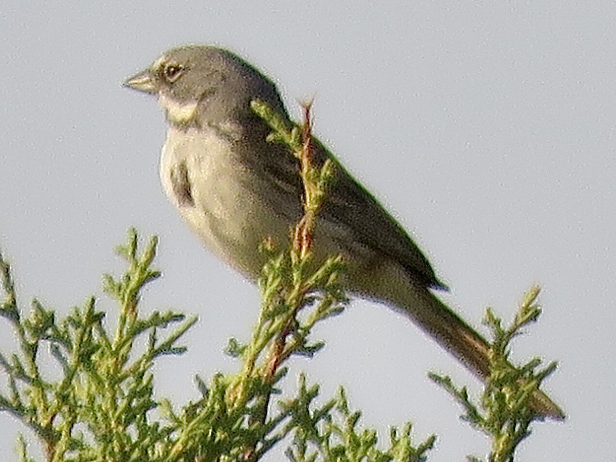 Sagebrush Sparrow - ML349014231