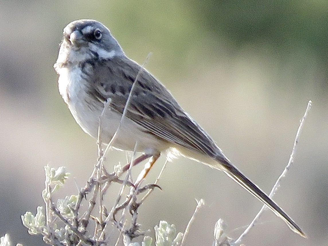 Sagebrush Sparrow - ML349014241