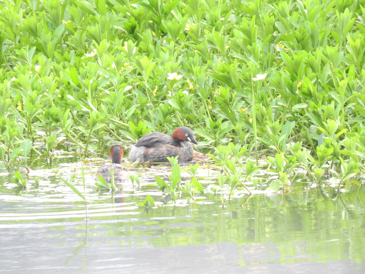 Little Grebe - ML349015781