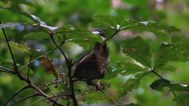 Hihi de Nouvelle-Zélande - ML349016261