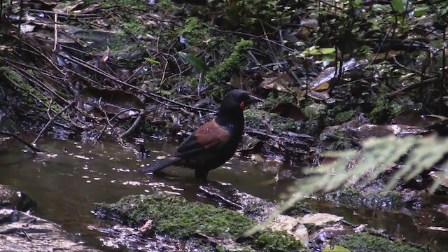 North Island Saddleback - ML349016461