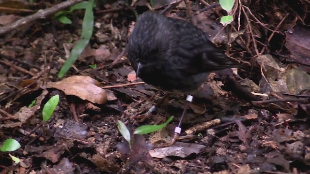 North Island Robin - ML349017121