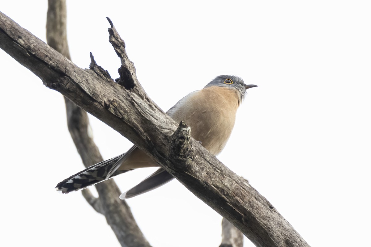 Fan-tailed Cuckoo - ML349017591