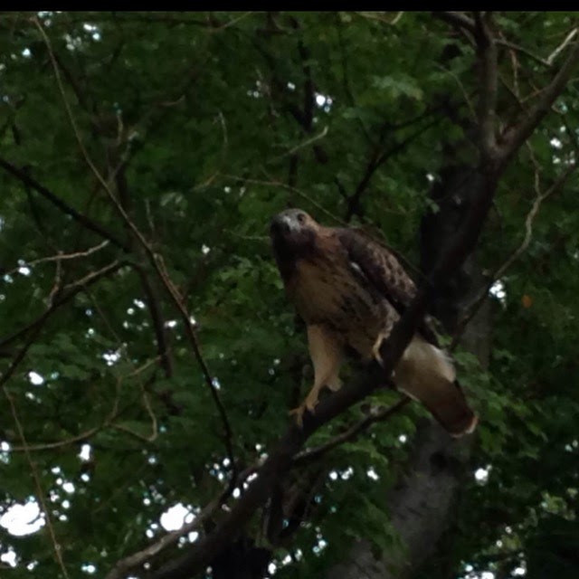 hawk sp. - ML349017821