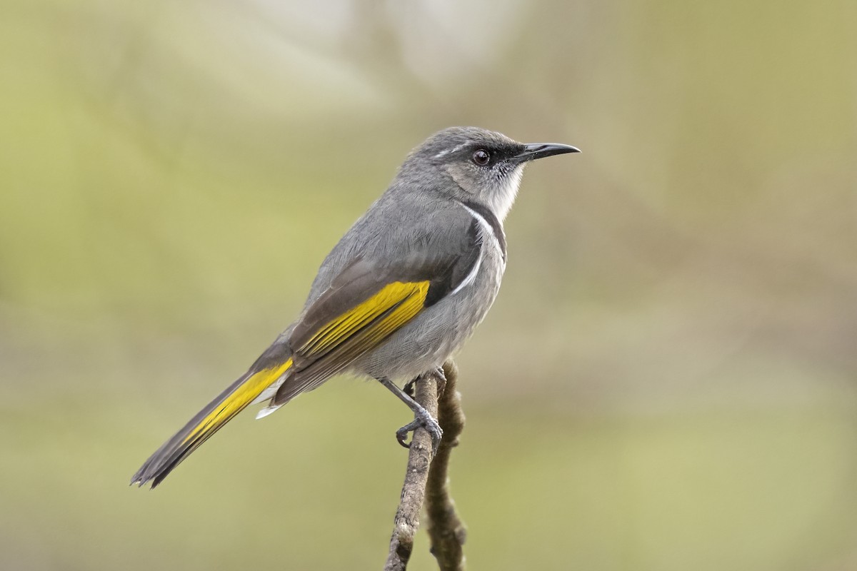 Crescent Honeyeater - ML349018021