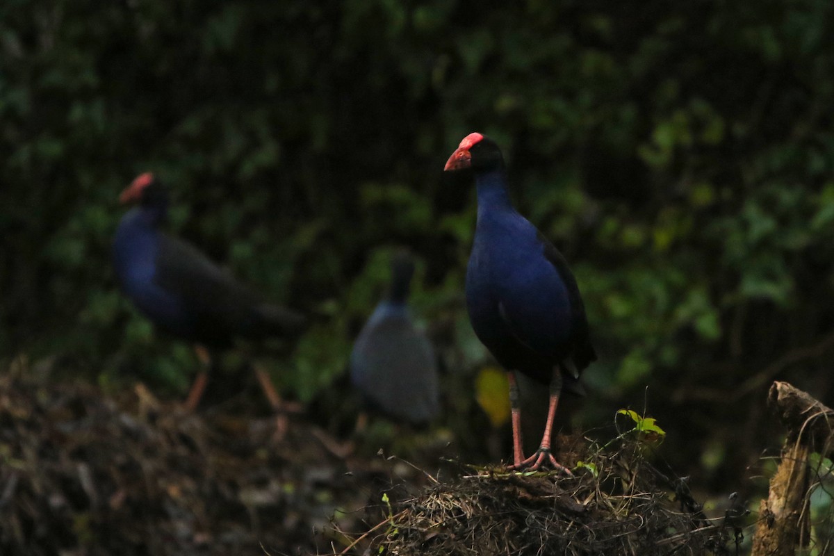 Australasian Swamphen - ML349018531