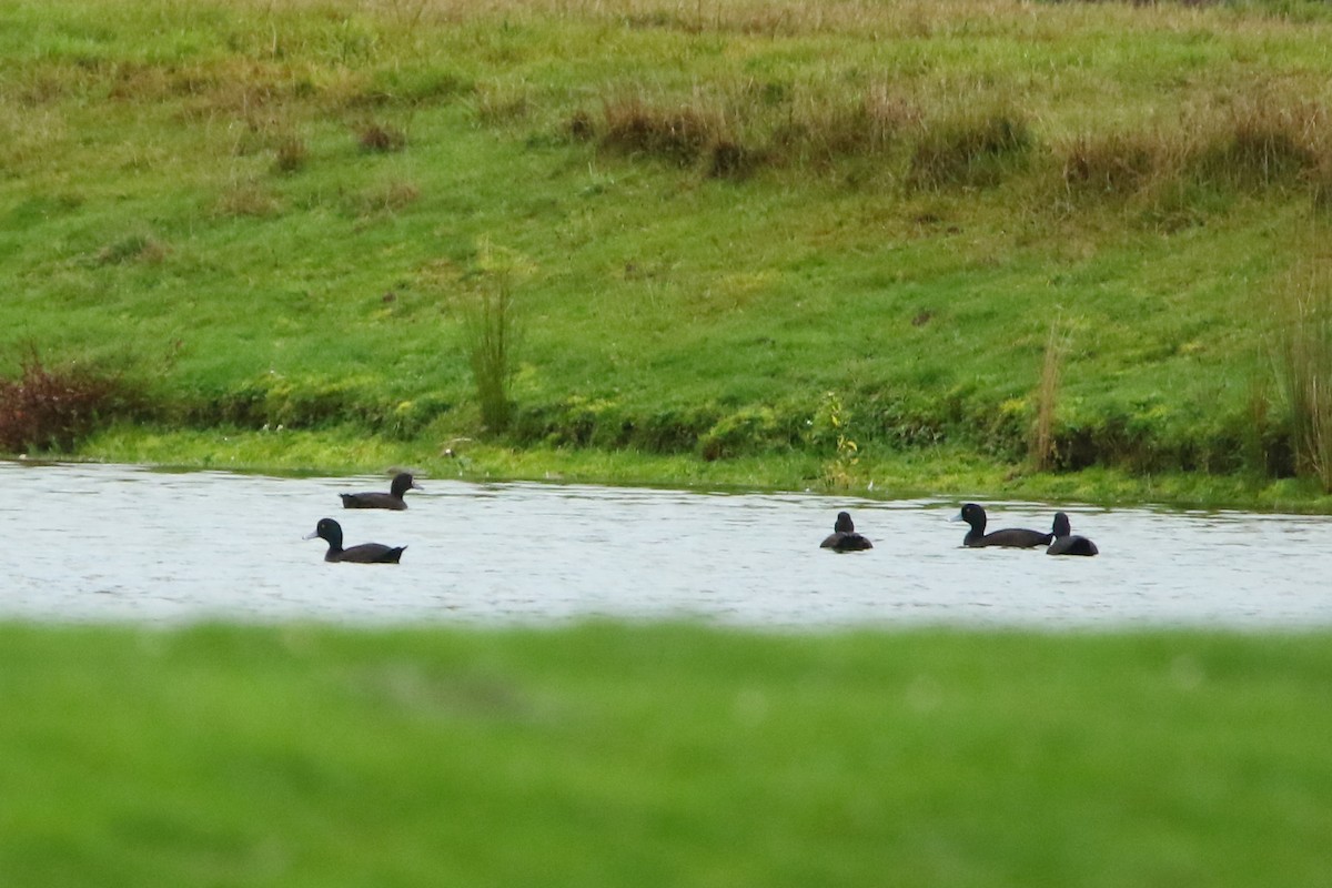 New Zealand Scaup - ML349018691