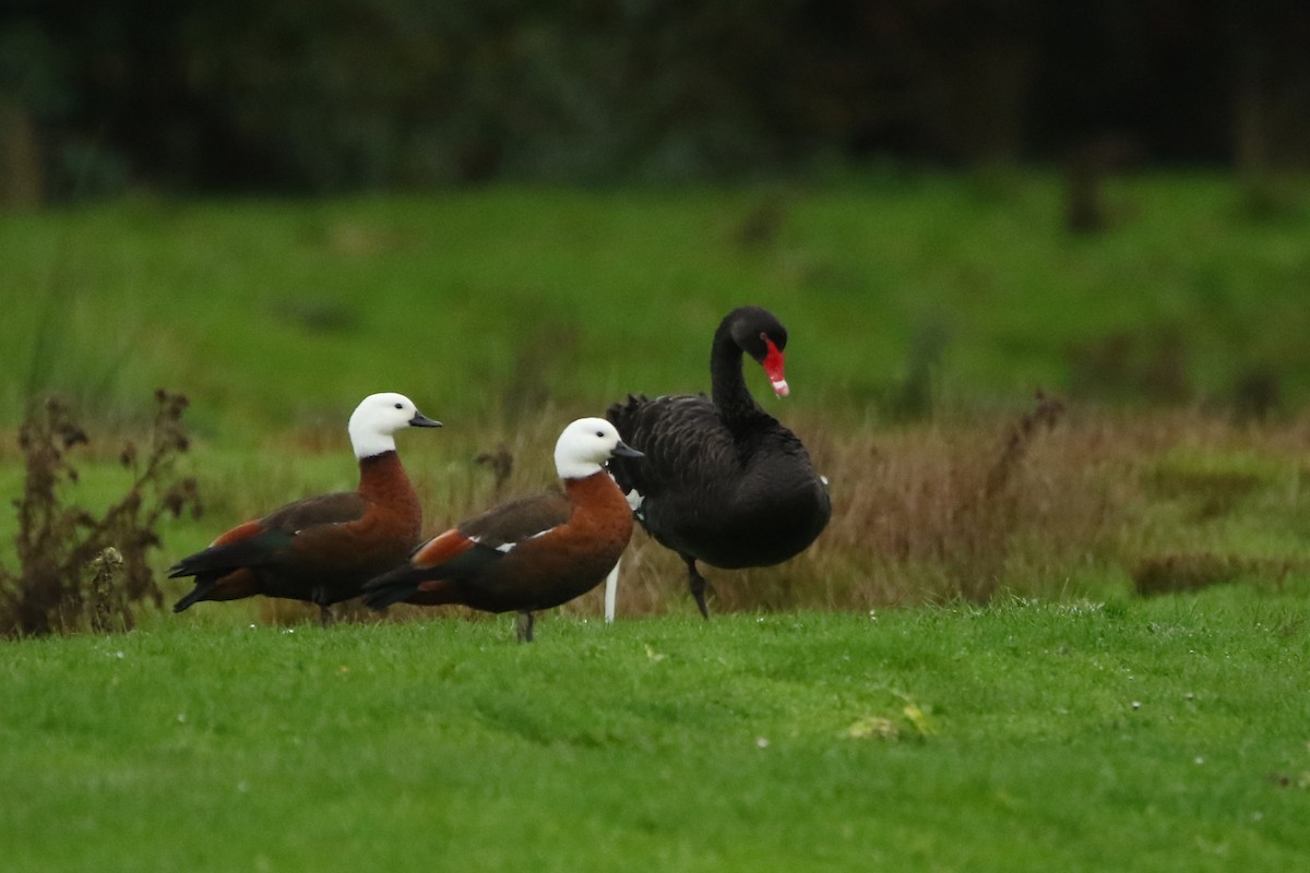 Paradise Shelduck - ML349018981