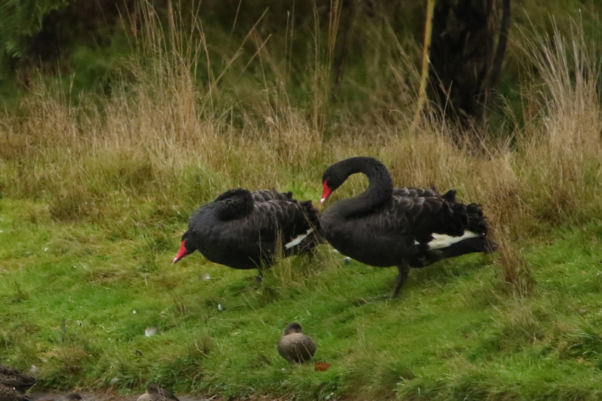 Black Swan - ML349019531