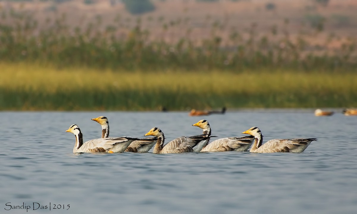 Bar-headed Goose - ML349019981