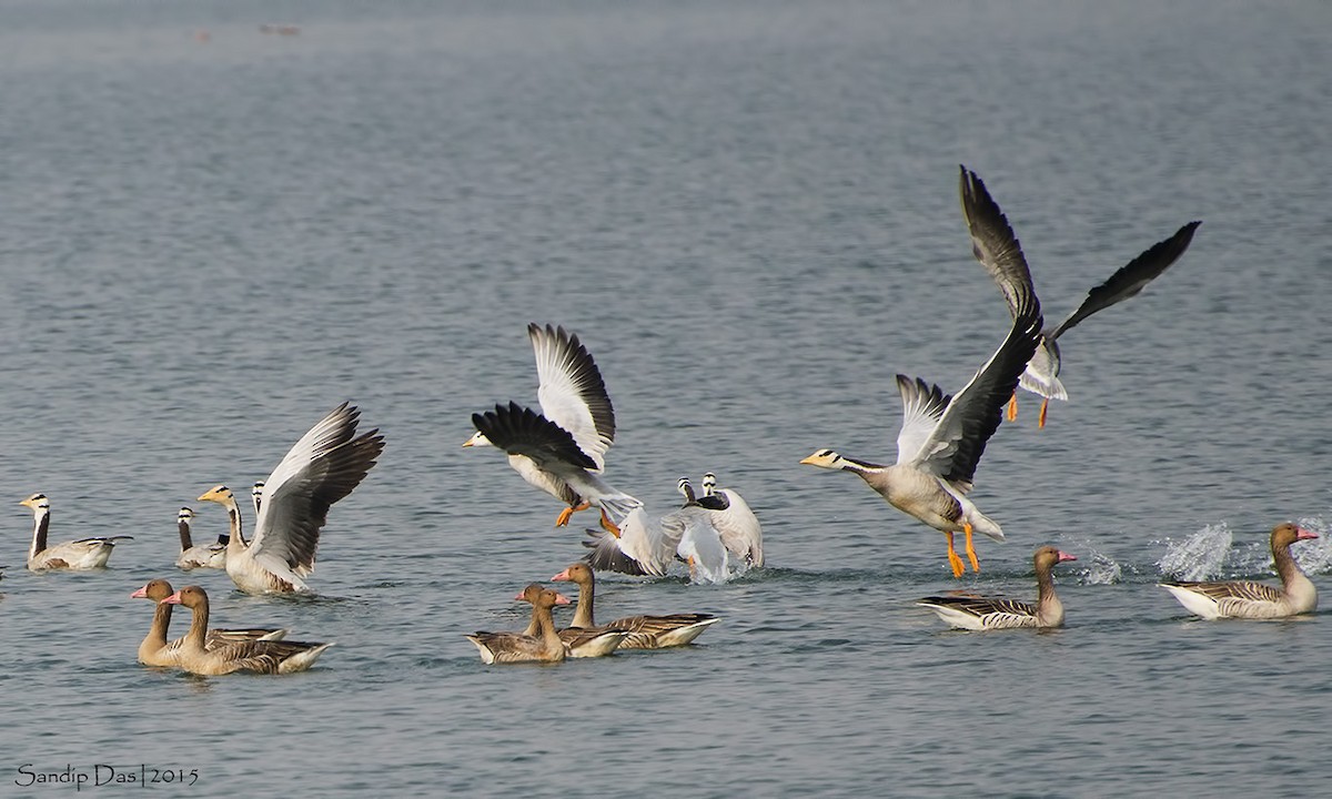 Graylag Goose - ML349020021