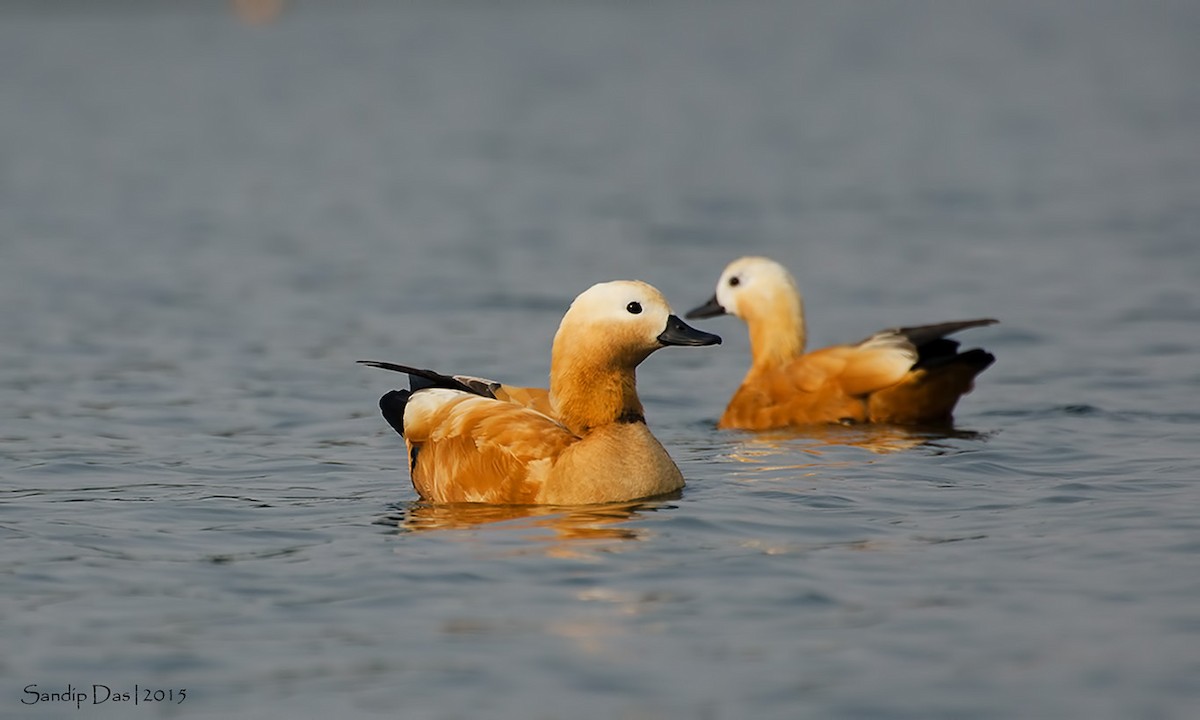 Ruddy Shelduck - ML349020061