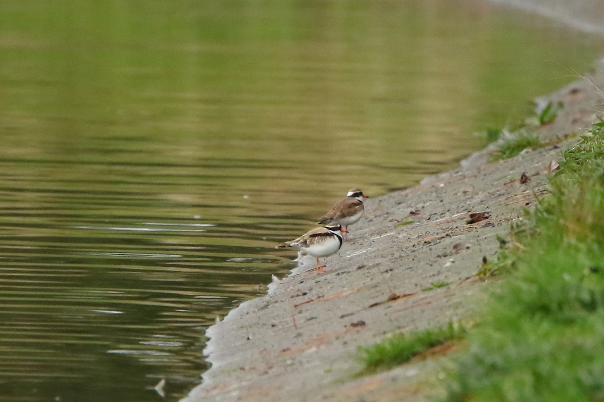 Black-fronted Dotterel - ML349020251