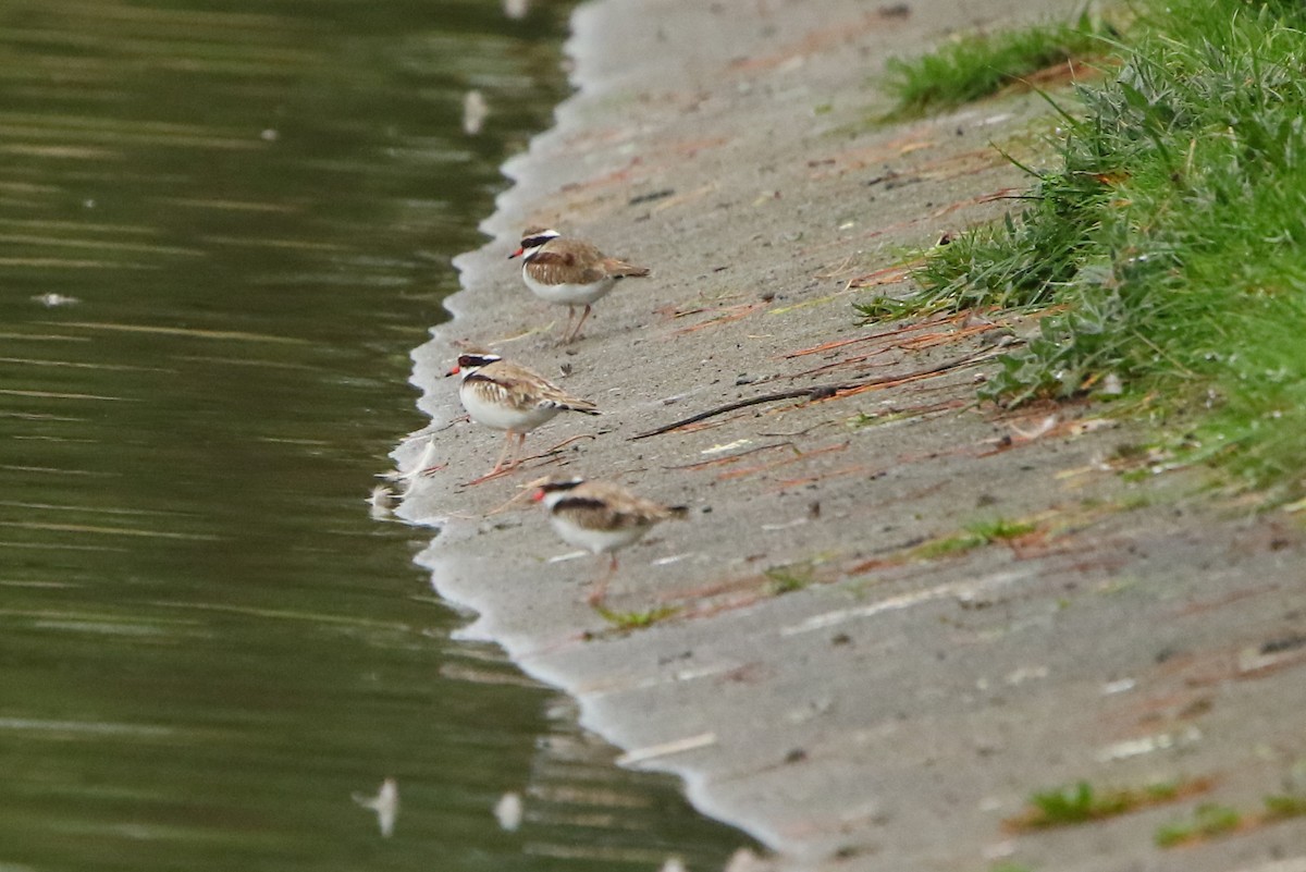 Black-fronted Dotterel - ML349020421