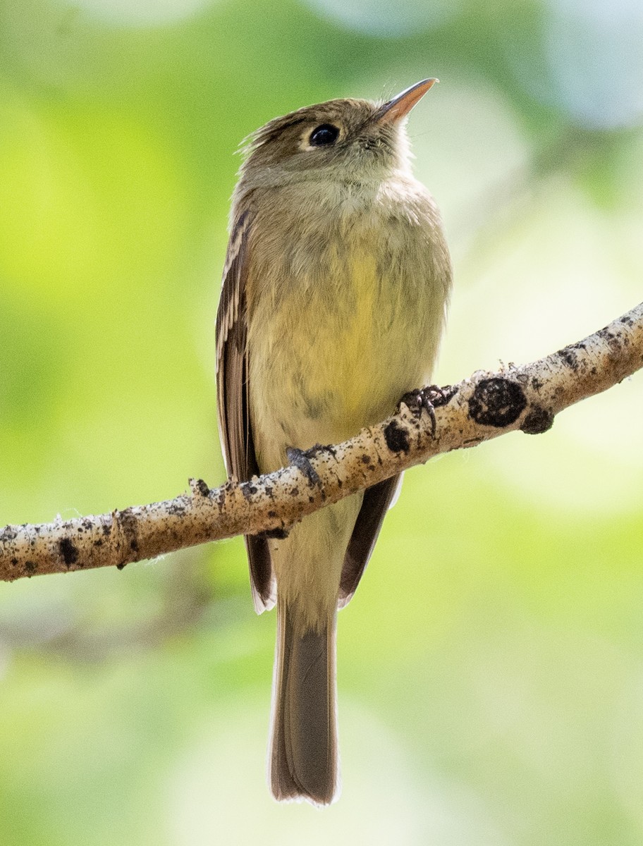 Western Flycatcher (Cordilleran) - ML349020491