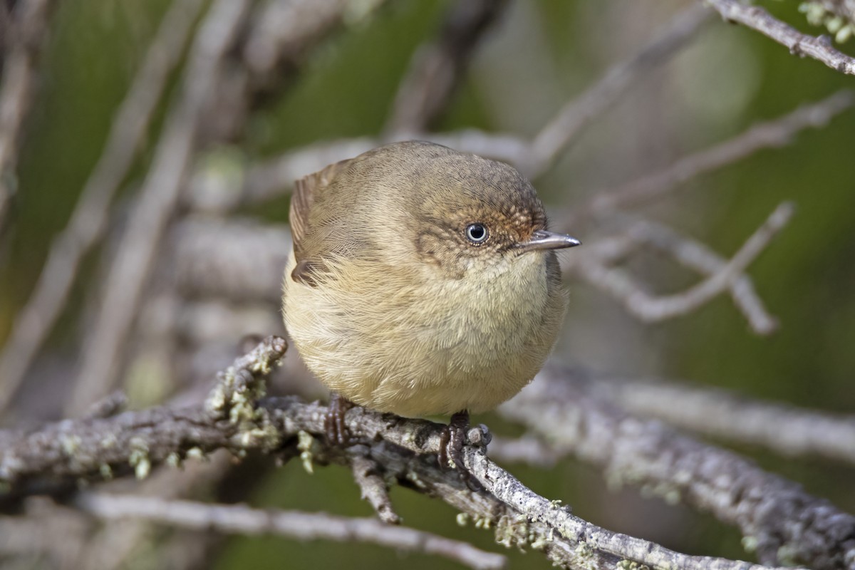 Buff-rumped Thornbill - ML349020501