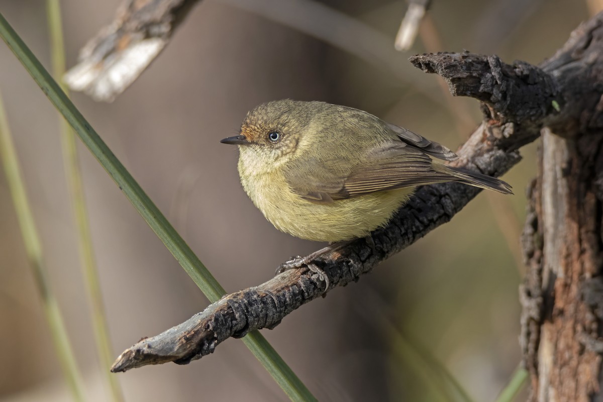 Buff-rumped Thornbill - ML349020511