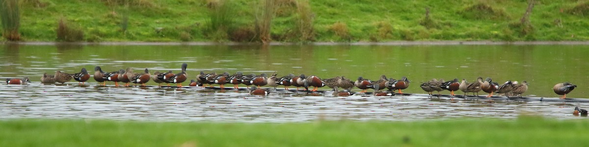 Australasian Shoveler - ML349020621