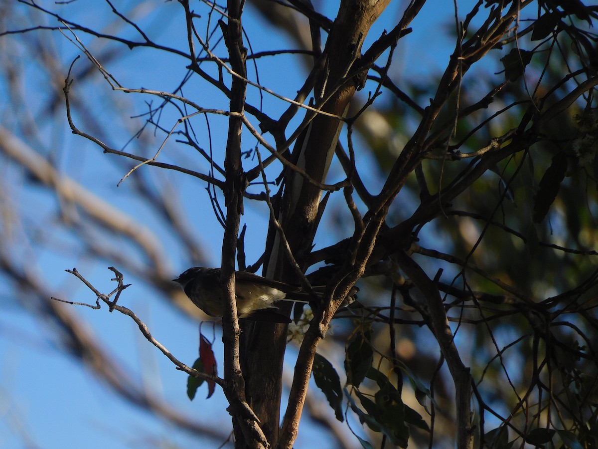 Gray Fantail - George Vaughan