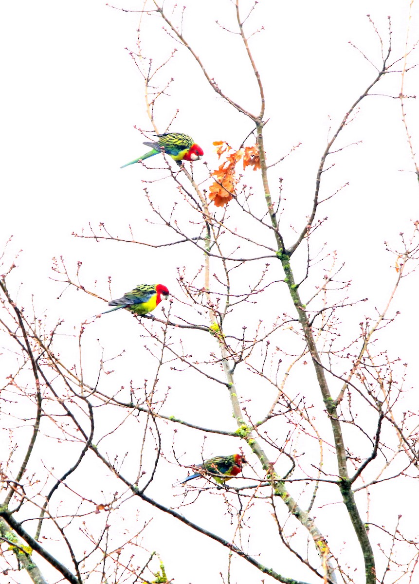 Eastern Rosella - ML349021041