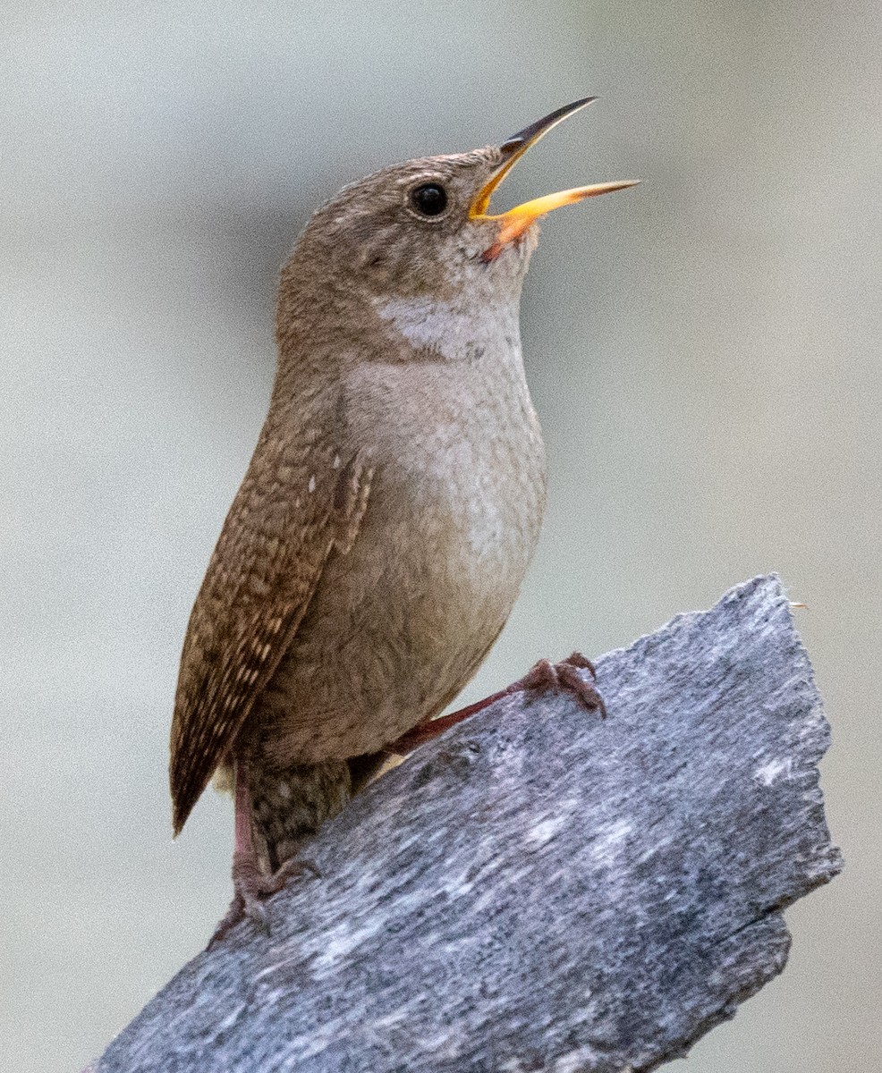 House Wren - ML349021171