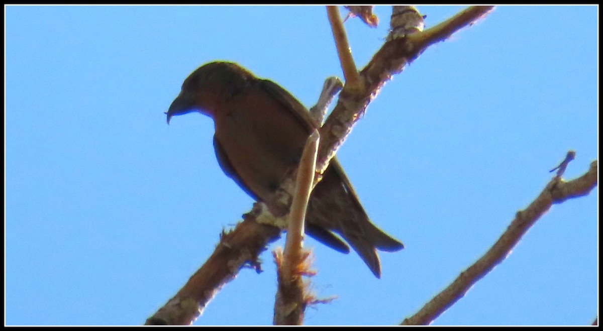 Red Crossbill - ML349021311