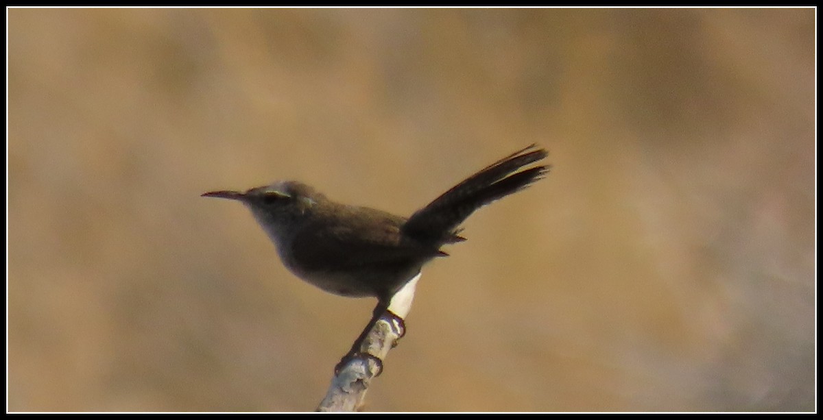 Bewick's Wren - ML349021621