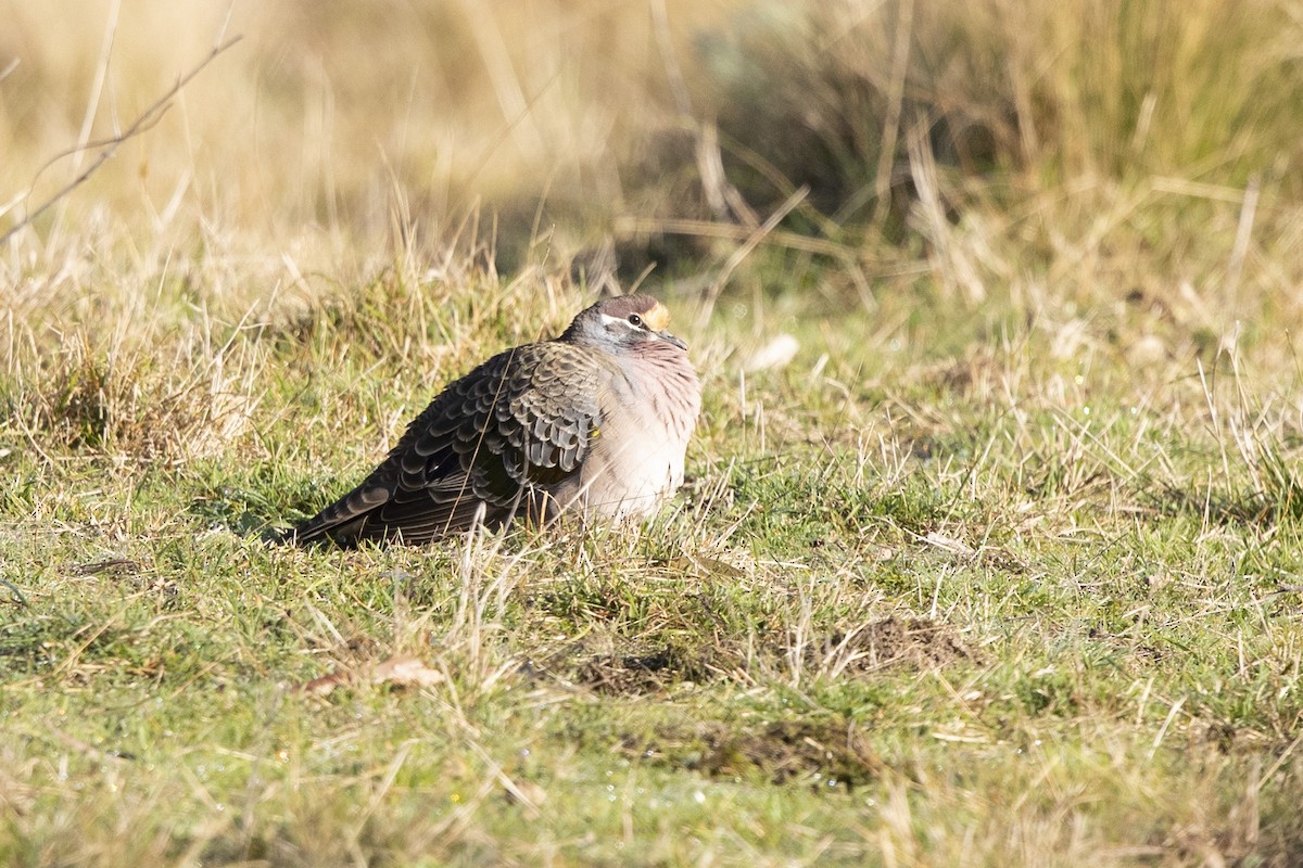 Common Bronzewing - ML349021691