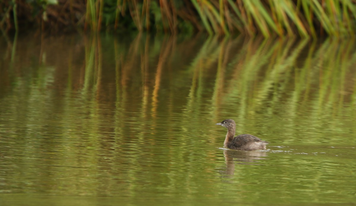 New Zealand Grebe - ML349022461