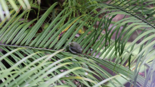 Warbling White-eye - ML349023871