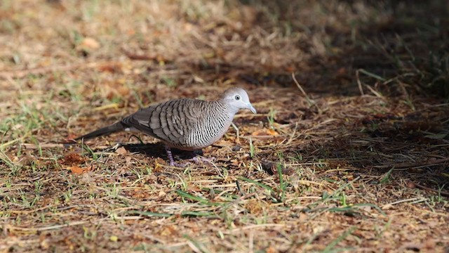 斑馬鳩 - ML349023901